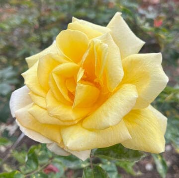 Rosa 'Golden Splendour'