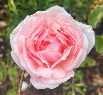 Rosa 'Duchesse de Brabant'
