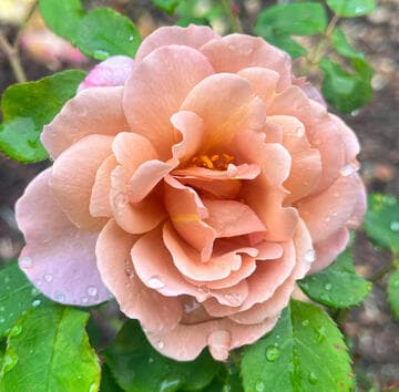 Rosa 'Lavender Pinocchio'