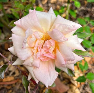 Rosa 'Comtesse Riza du Parc'