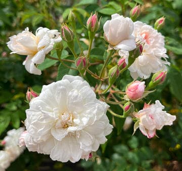 Rosa 'Mary Washington'