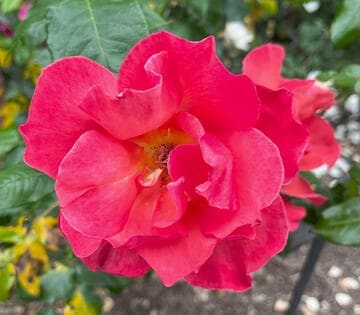 Rosa 'All That Jazz'