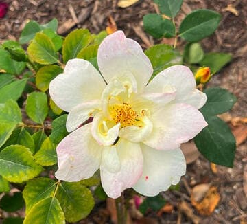 Rosa 'Sunny Knock Out'