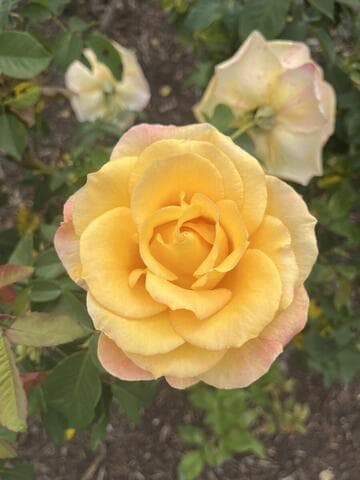 Rosa 'Gold Medal'