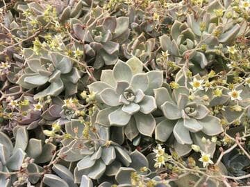 Graptopetalum paraguayense