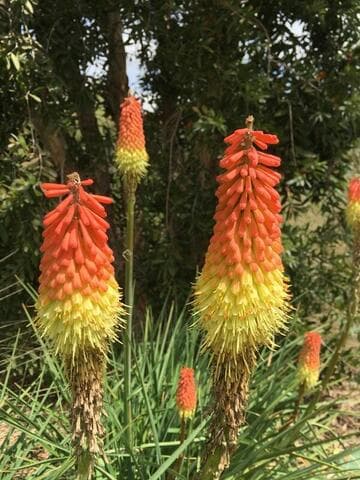 Kniphofia uvaria 'Blaze'