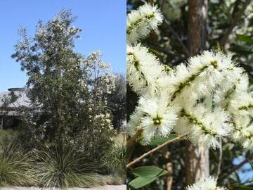 Melaleuca quinquenervia