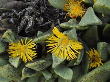 Pleiospilos willowmorensis