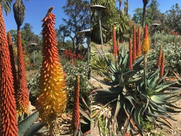 Aloe africana