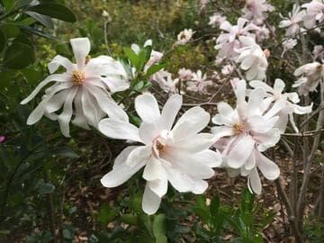 Magnolia stellata 'Royal Star'
