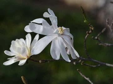 Magnolia stellata