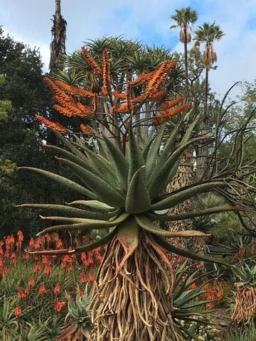 Aloe marlothii