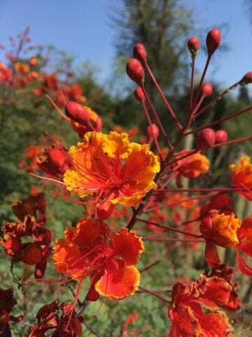Caesalpinia pulcherrima