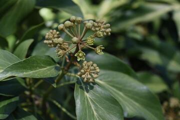 Hedera colchica 'Arborescens'