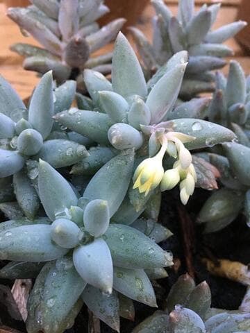 Pachyphytum coeruleum