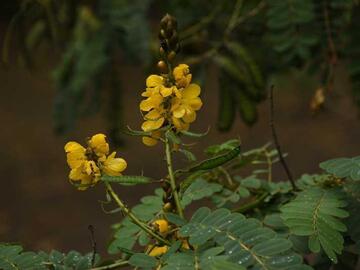 Senna didymobotrya
