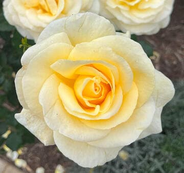 Rosa 'Sunshine Daydream'