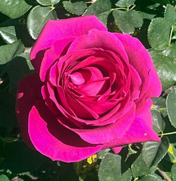 Rosa 'Stephen's Big Purple'