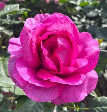 Rosa 'Perfume Factory'