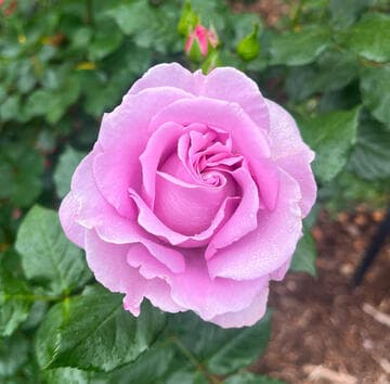 Rosa 'Fragrant Lavender Simplicity'