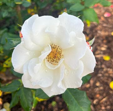 Rosa 'Fragrant Wave'