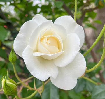 Rosa 'Iceberg, Cl.'