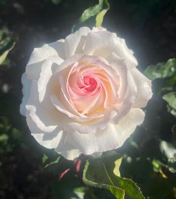 Rosa 'Huntington Pink Ice'