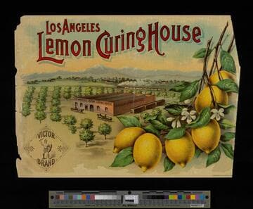 Los Angeles Lemon Curing House