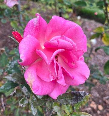 Rosa 'Mrs. Jennie Deverman'