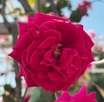 Rosa 'Pasadena Tournament, Cl.'