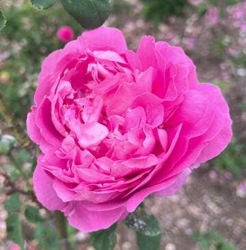 Rosa 'Paul Neyron'