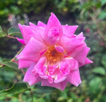 Rosa 'Pam's Pink'