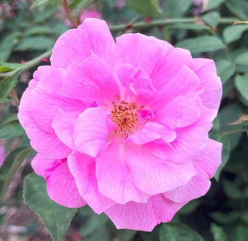 Rosa 'Old Blush'