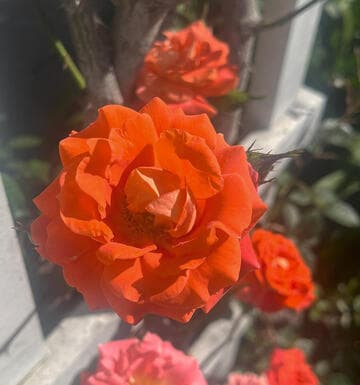 Rosa 'Top of the World'