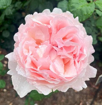 Rosa 'Princesse Charlene de Monaco'