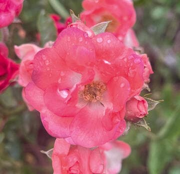 Rosa 'Miss Edith Cavell'