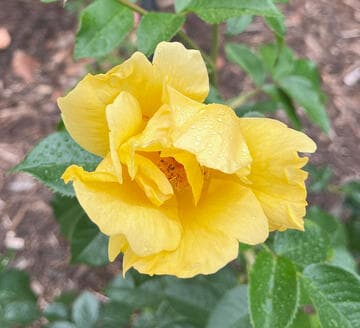 Rosa 'Lemon Fizz'