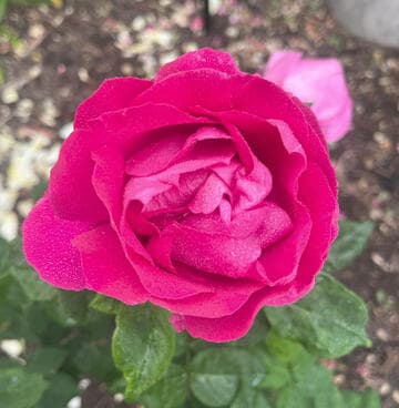 Rosa 'Ulrich Brunner Fils'