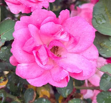 Rosa 'Ville du Roeulx'