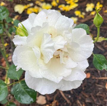 Rosa 'White Lightnin'