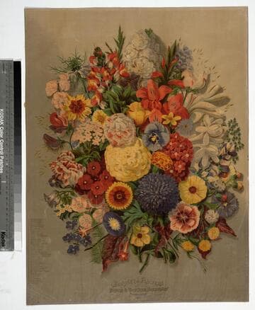 Bouquet of flowers from Briggs & Brother, seedsmen. Rochester, N.Y. 1871
