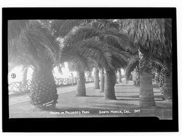 Palms in Palisades Park, Santa Monica, Cal