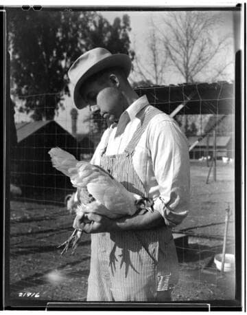 P2 - Poultry - Poultry Book