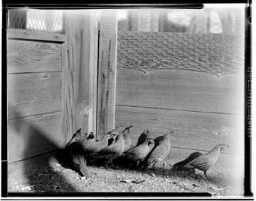 Poultry Book - State Game Farm