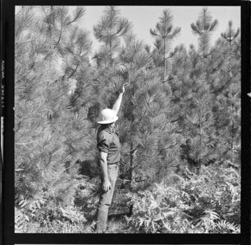 Edison Tree Farm near Shaver Lake