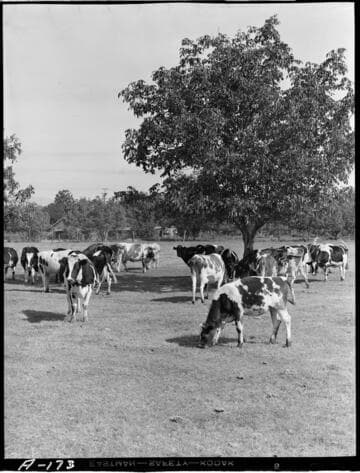 Dairy Booklet photos