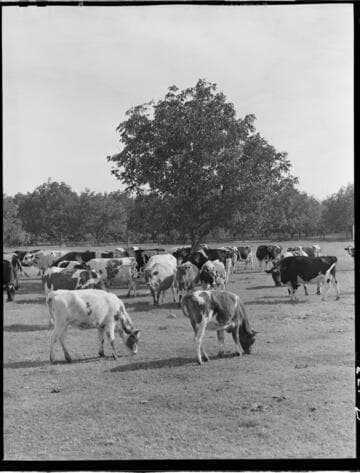 Dairy Booklet photos