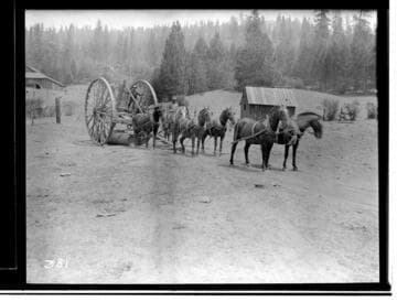 Team of 6 horses pulling a huge cason