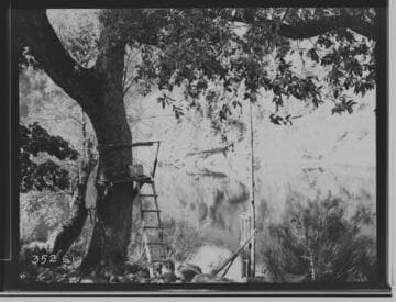 Platform anchored in a tree at the edge of a pond with a ladder attached