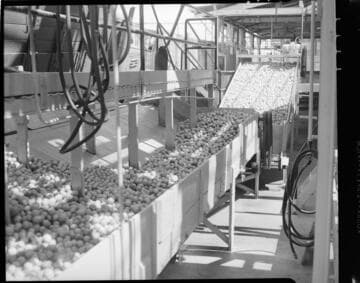 Lemon Exchange -- fruit sorting equipment